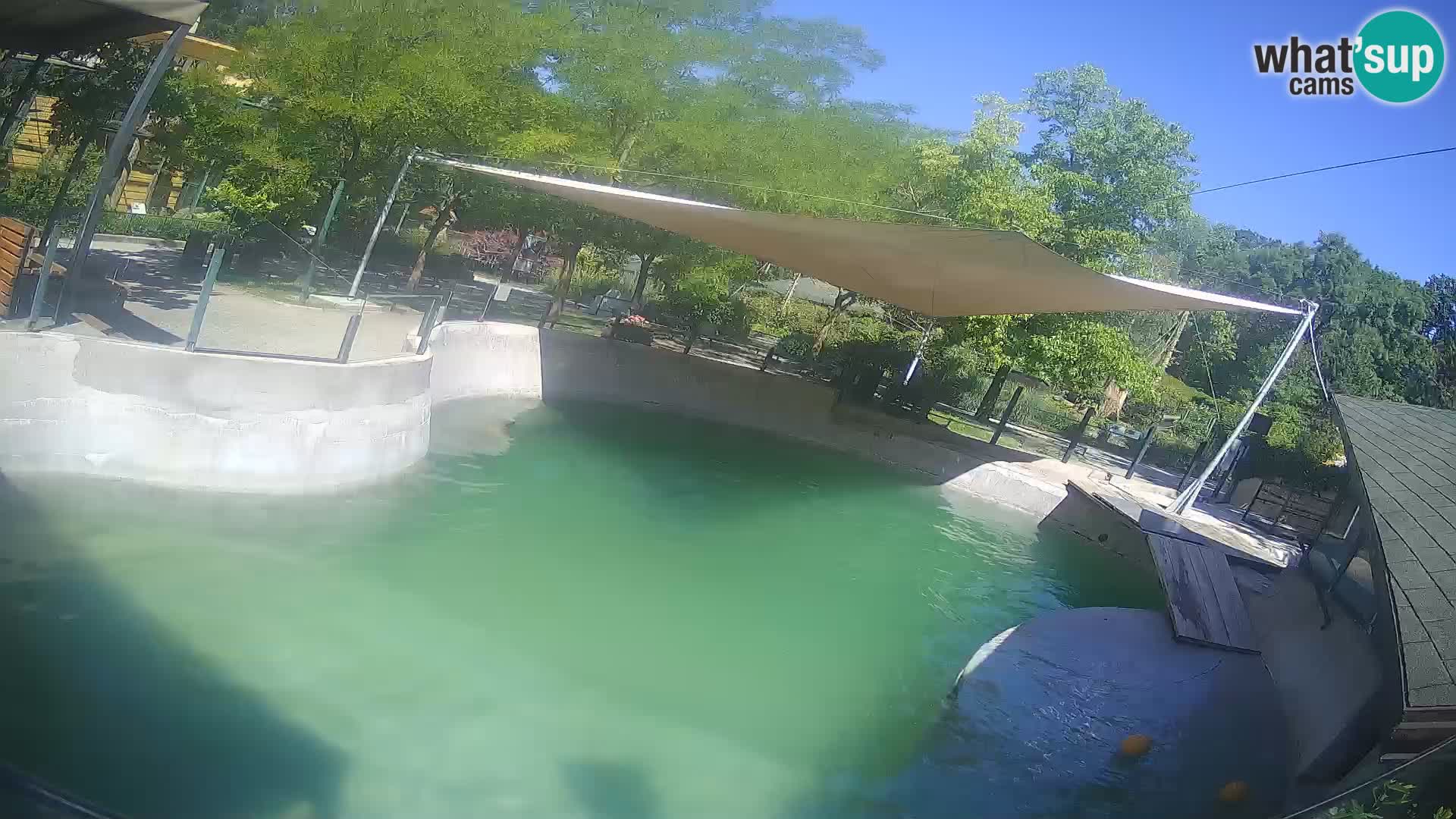 Zoo Zagreb – Kalifornijski morski lav