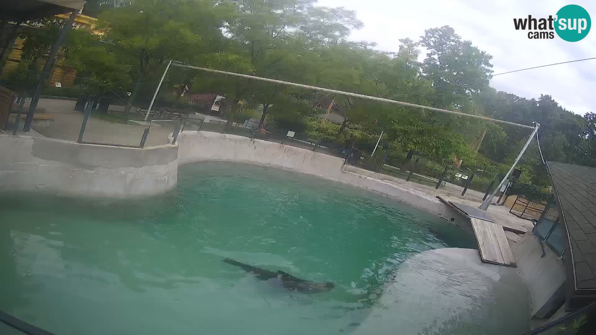 Zoo Zagreb – Kalifornijski morski lav