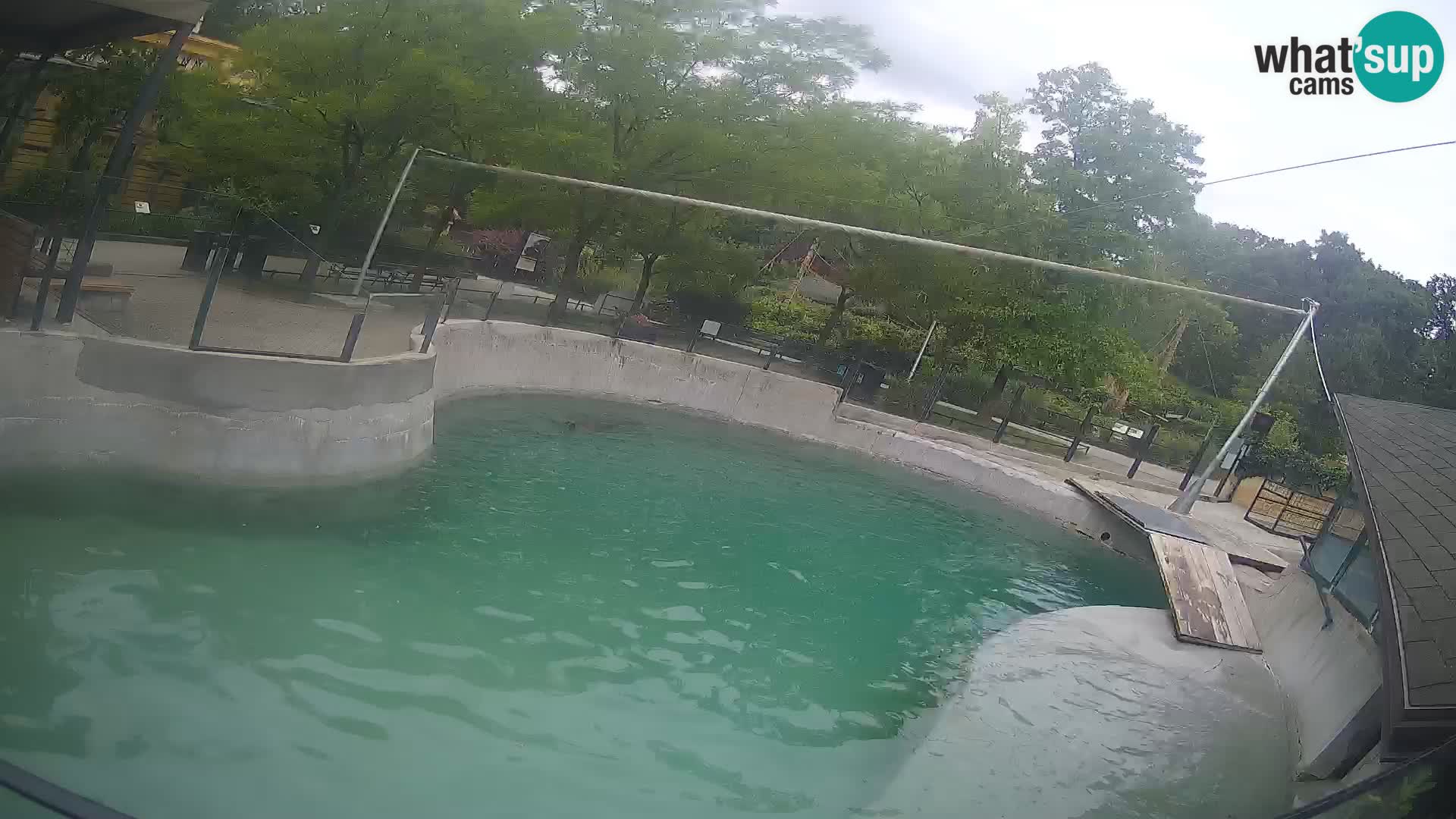 Zoo Zagreb – Kalifornijski morski lav