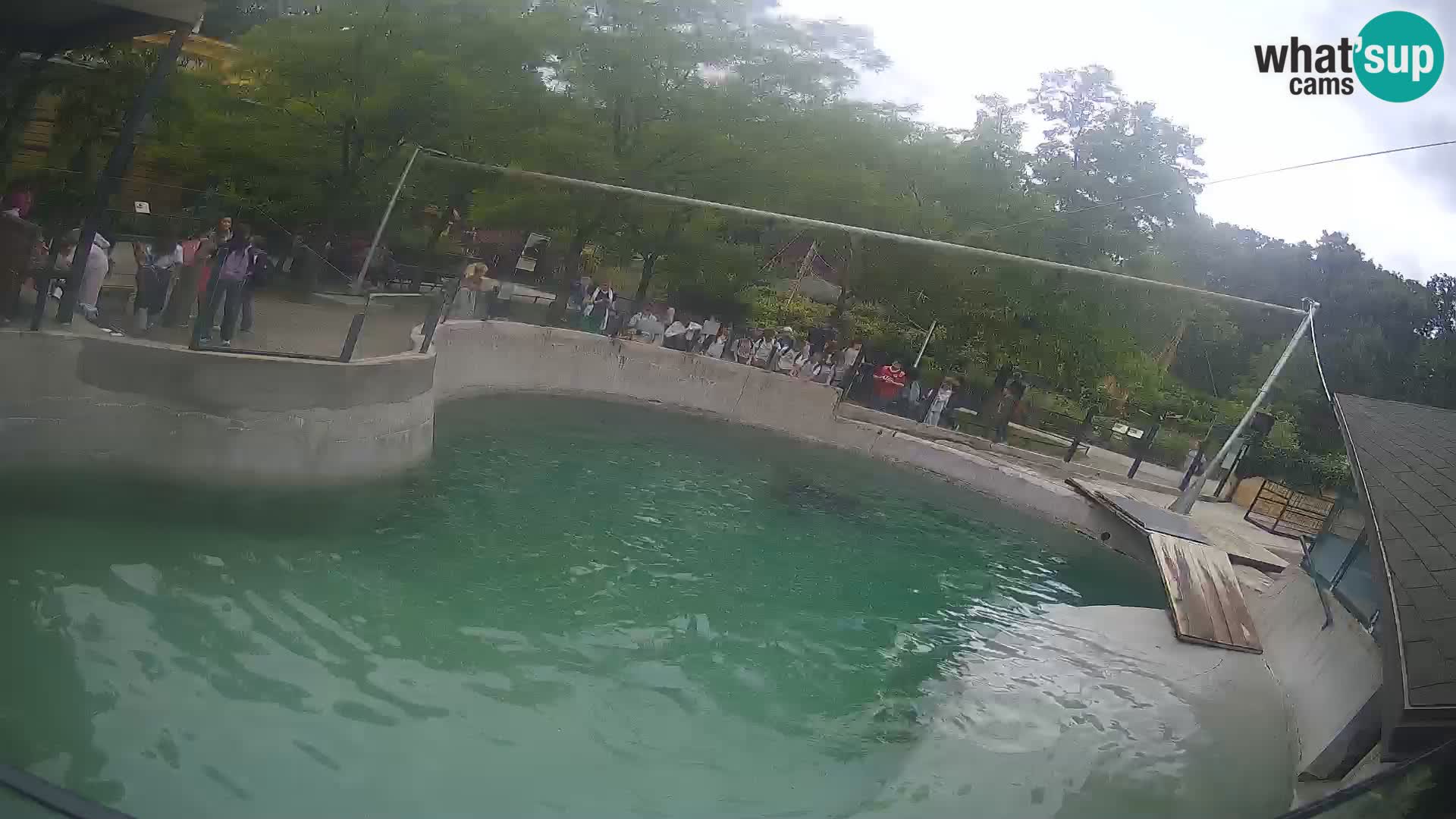 Zoo Zagreb – Otaria della California