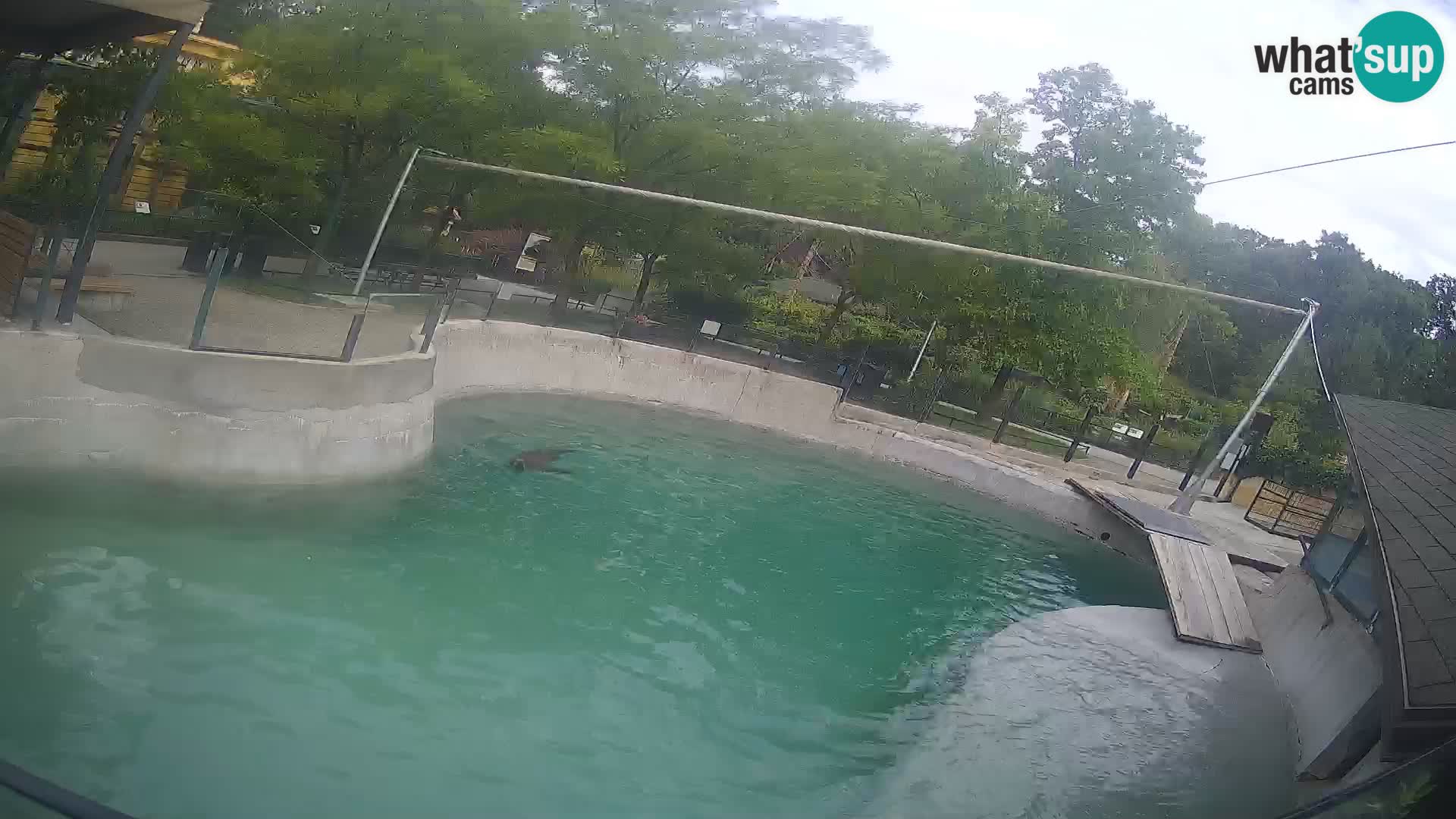 Zoo Zagreb –  León marino de California