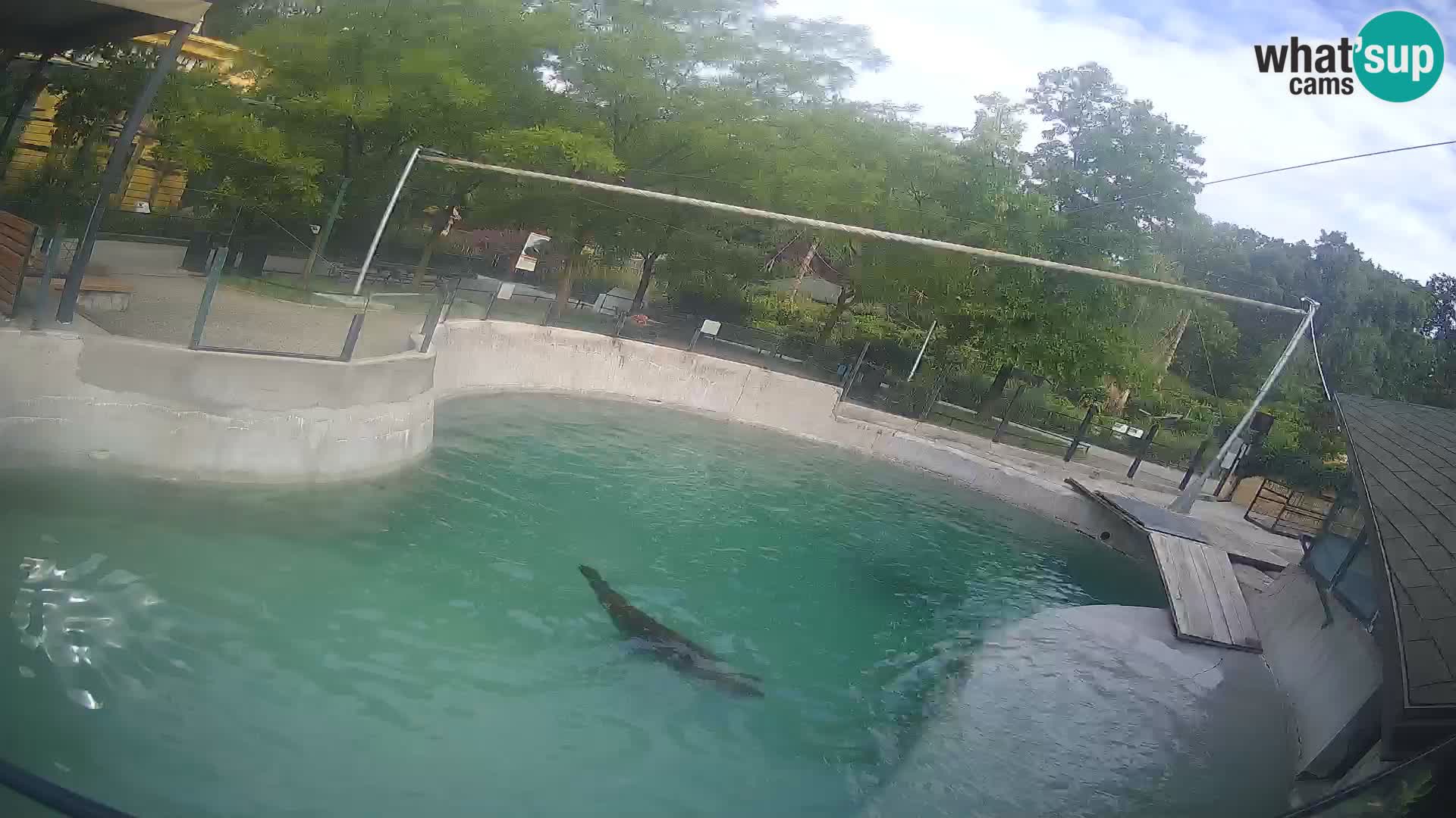 Zoo Zagreb – Otarie de Californie