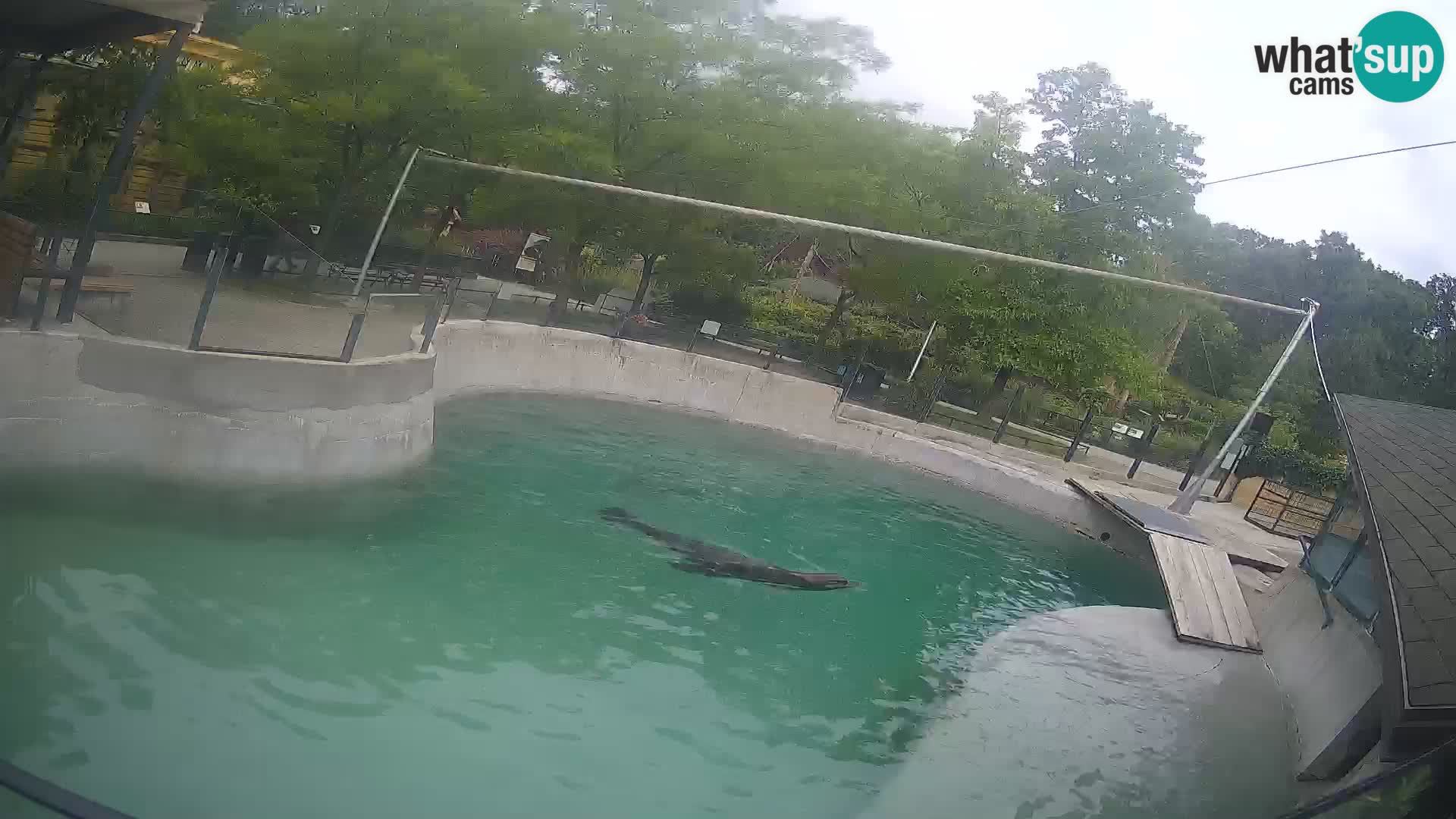 Zoo Zagreb – Kalifornijski morski lav