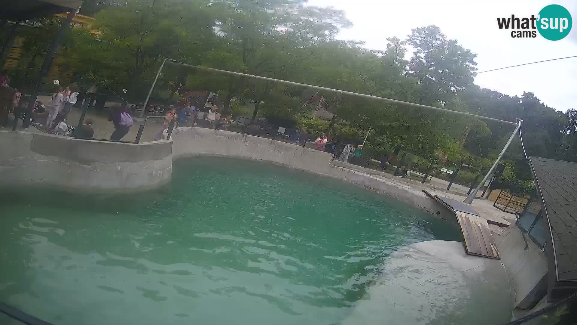Zoo Zagreb – Kalifornijski morski lev