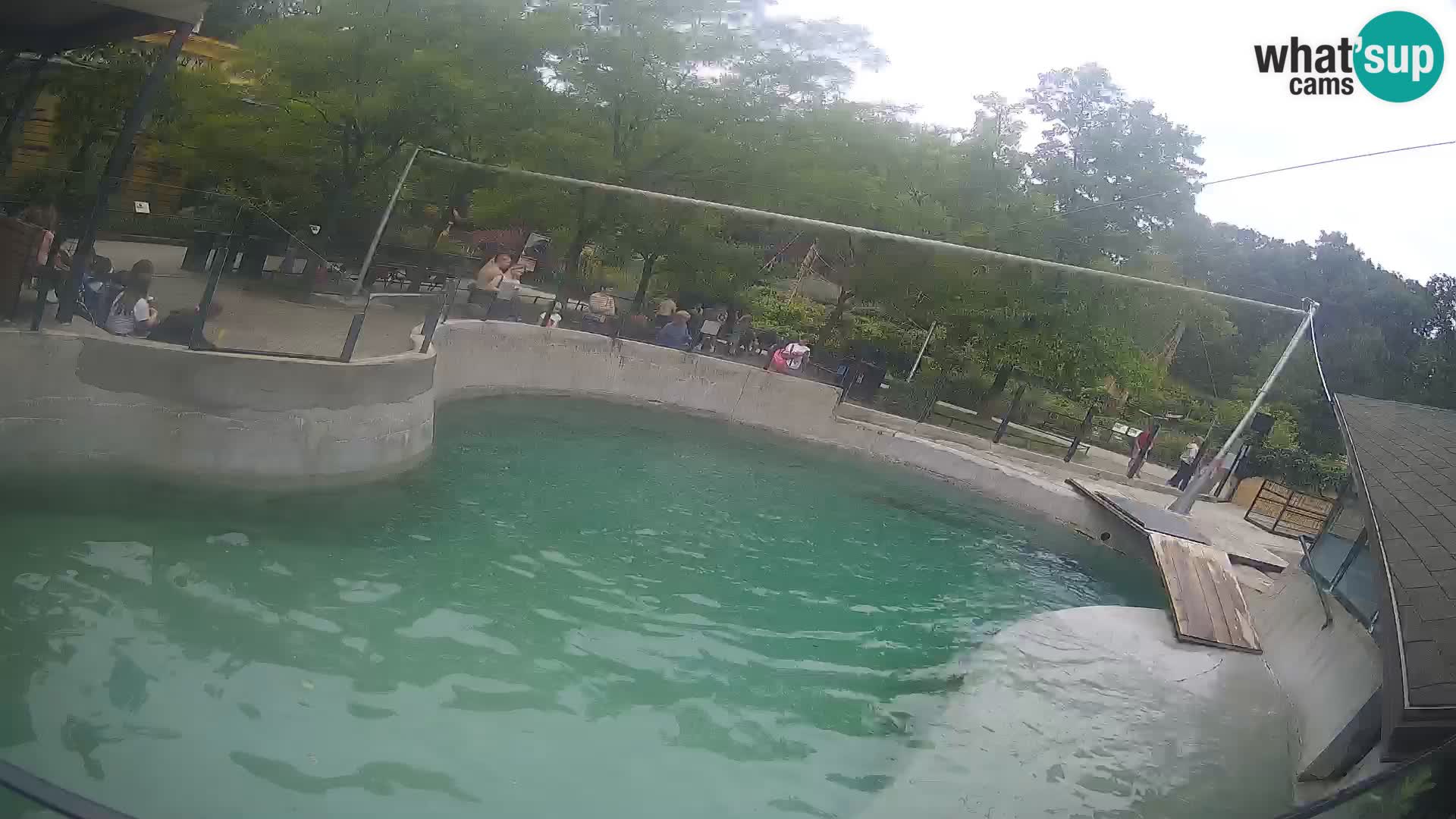 Zoo Zagreb – Kalifornijski morski lav