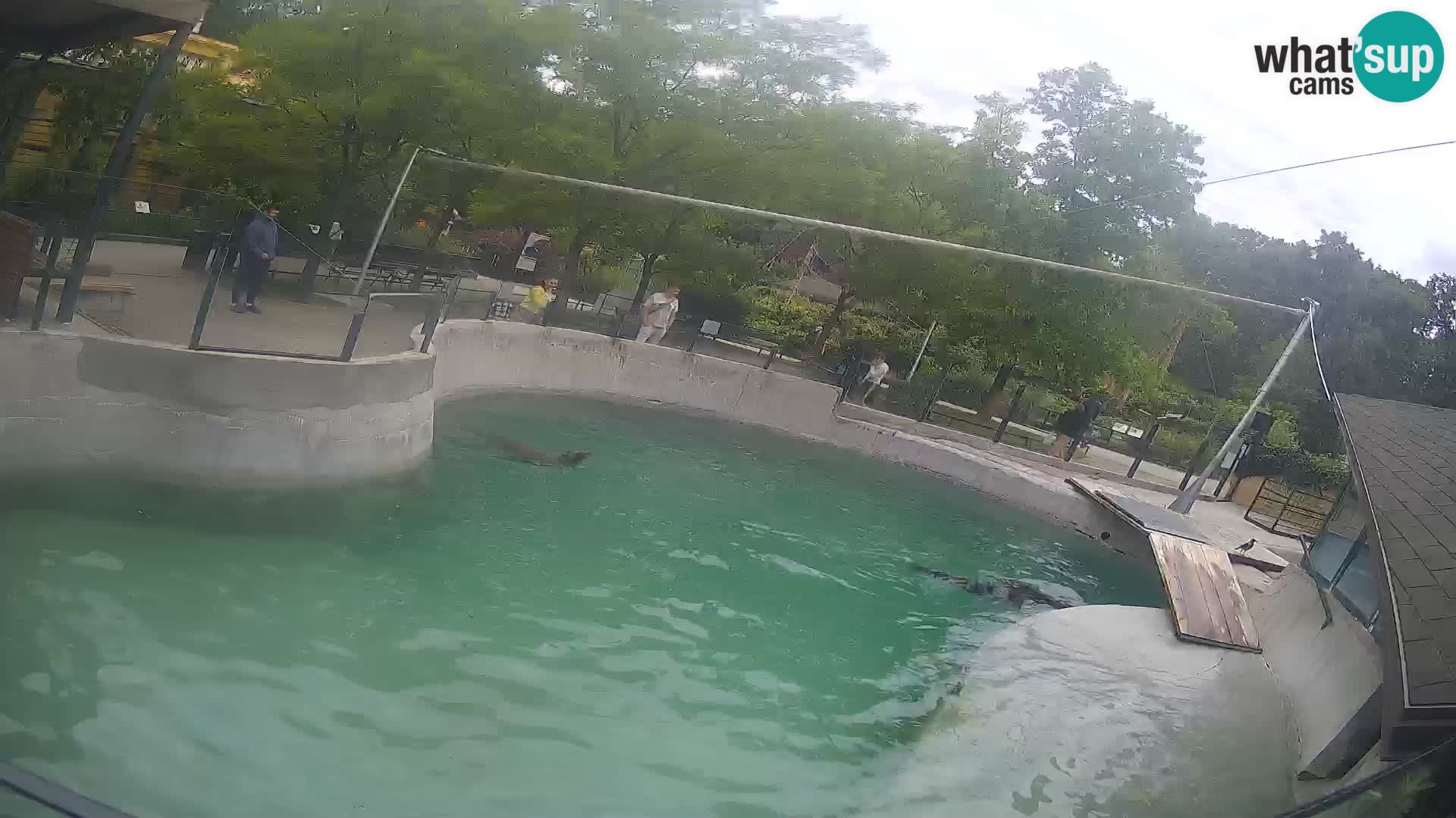 Zoo Zagreb – Kalifornijski morski lav
