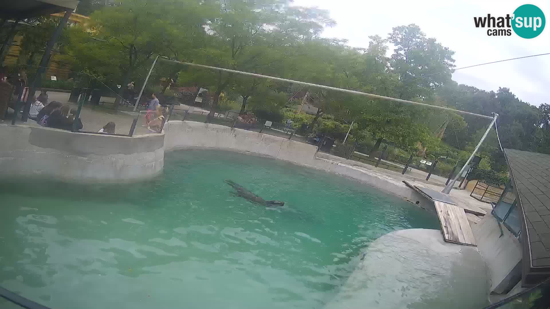 Zoo Zagreb – California Sea Lion