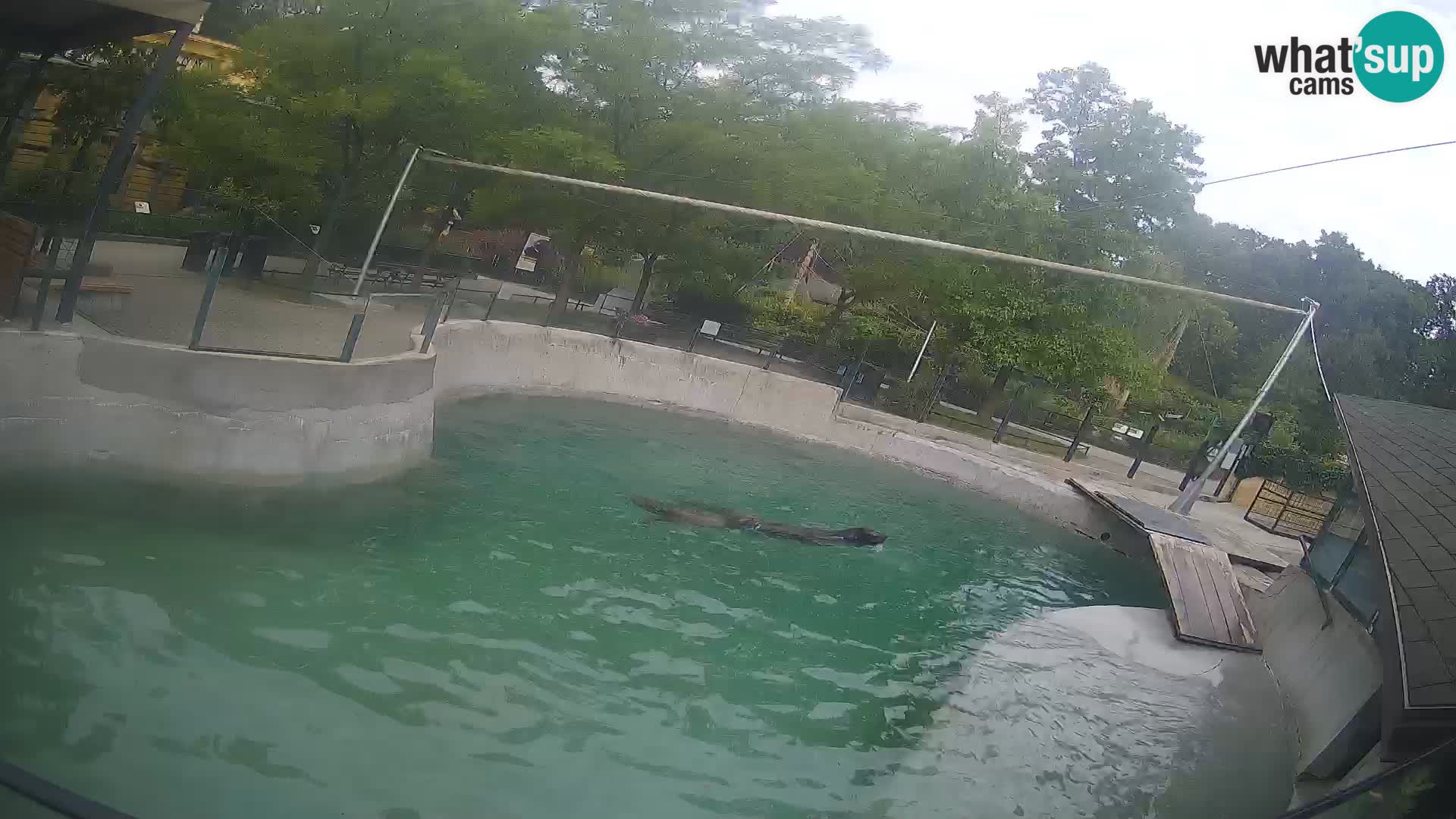 Zoo Zagreb –  León marino de California