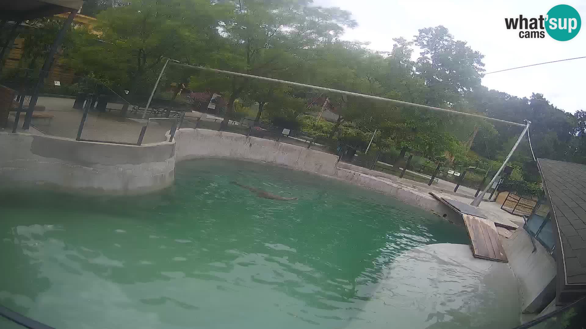 Zoo Zagreb – Kalifornischer Seelöwe