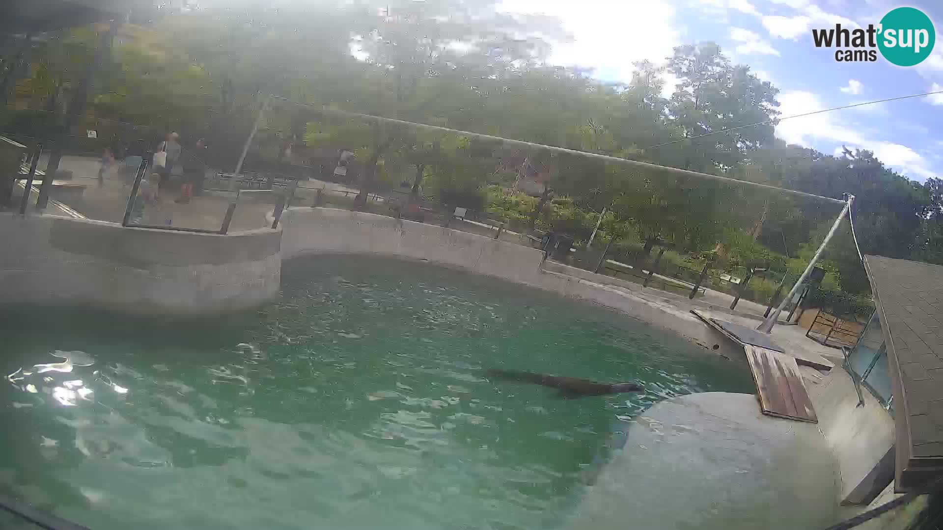 Zoo Zagreb – Kalifornischer Seelöwe