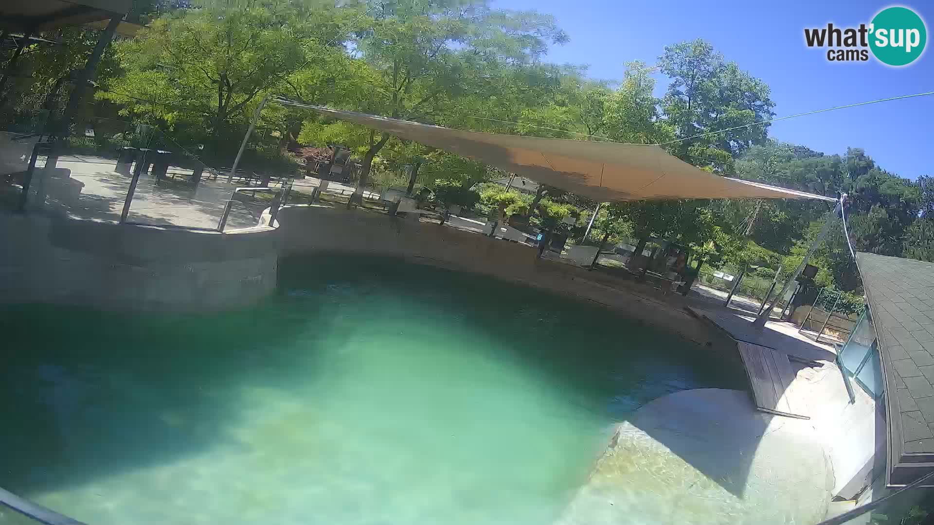 Zoo Zagreb – Kalifornijski morski lav