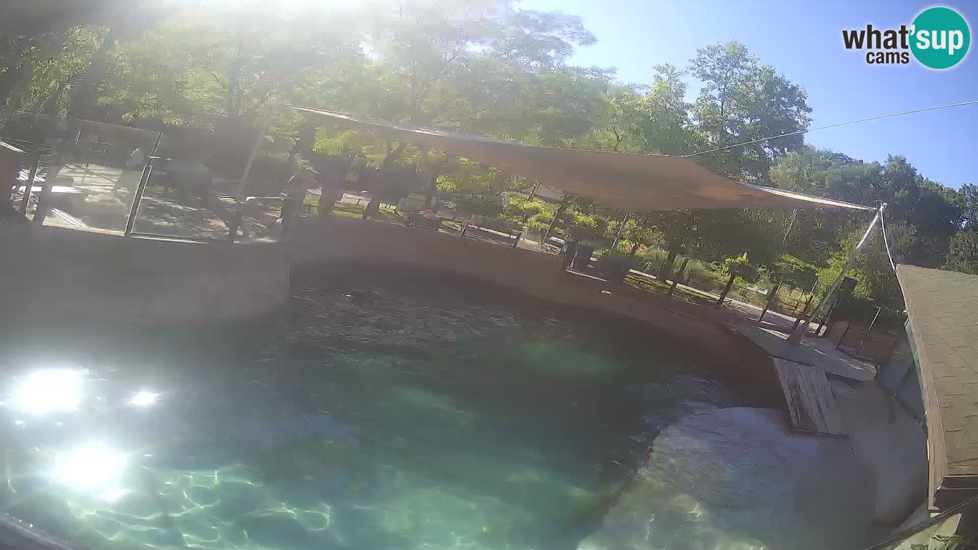 Zoo Zagreb –  León marino de California