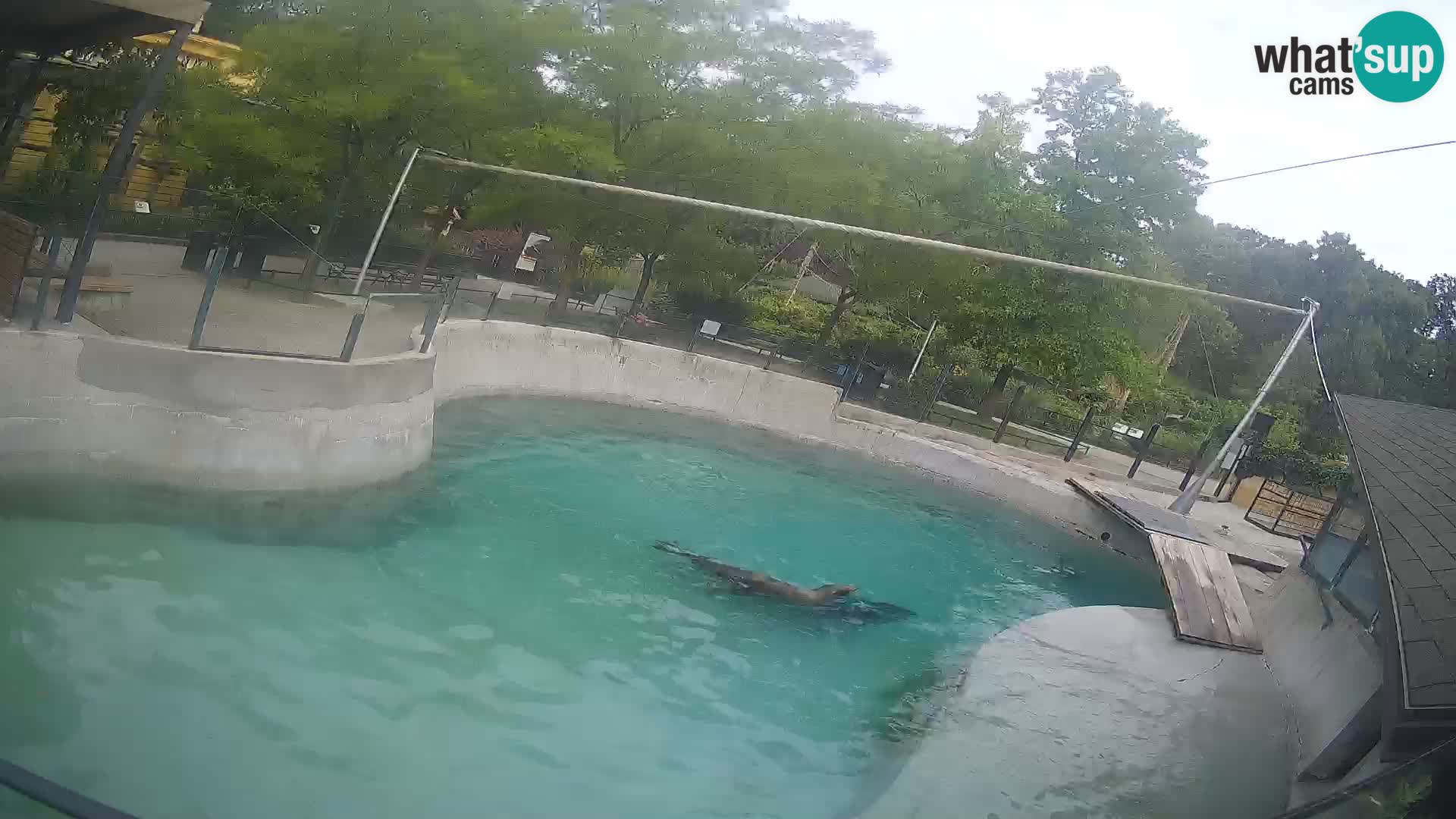 Zoo Zagreb –  León marino de California