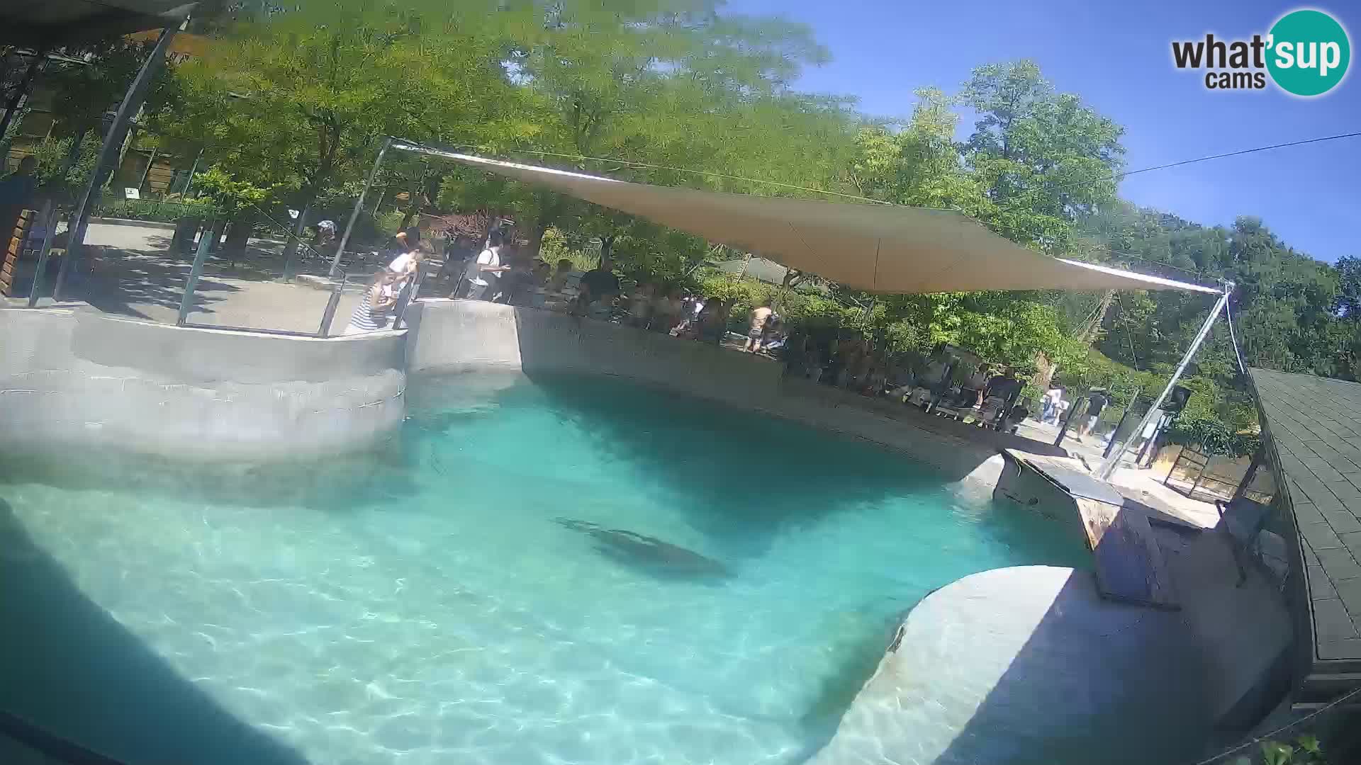 Zoo Zagreb – Kalifornijski morski lav