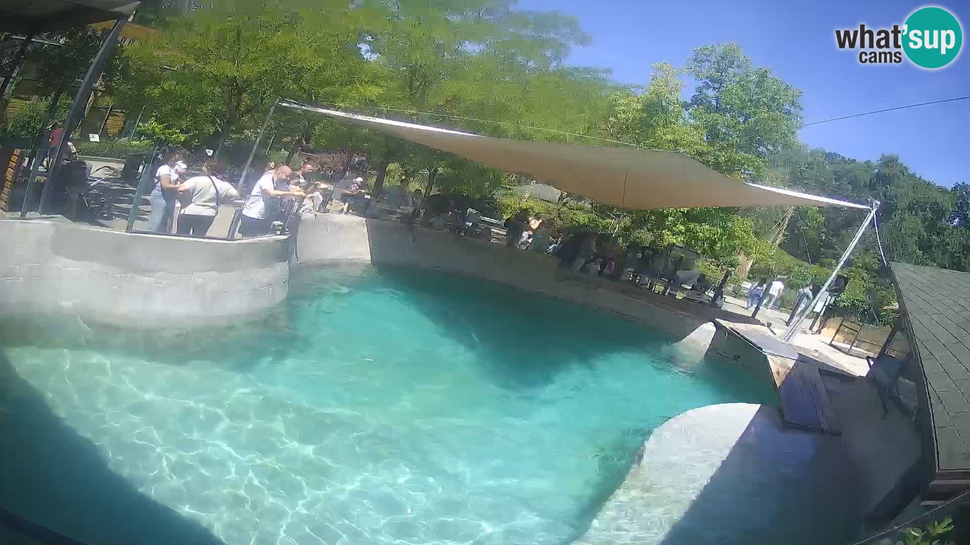 Zoo Zagreb –  León marino de California