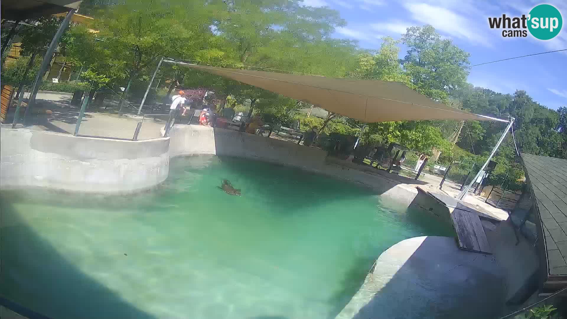 Zoo Zagreb – Kalifornijski morski lav