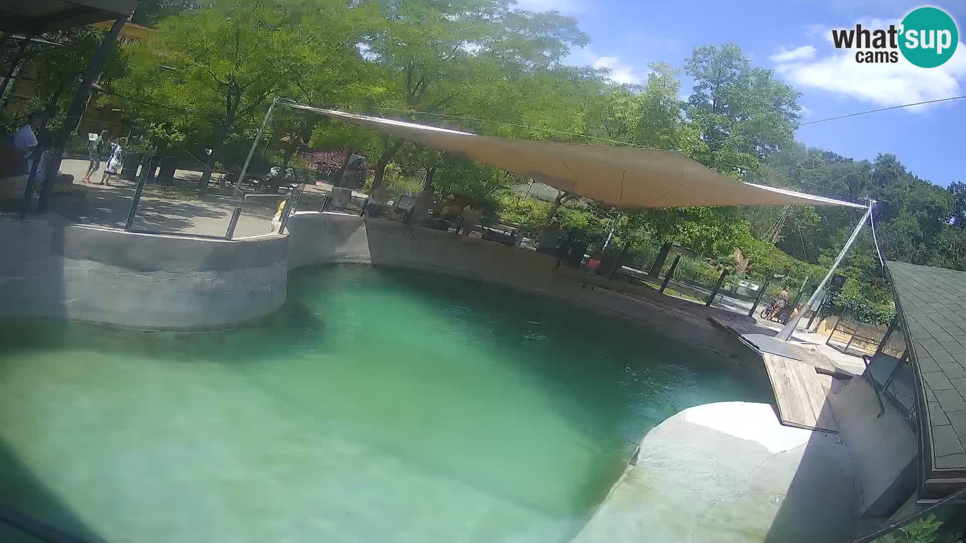 Zoo Zagreb – Kalifornijski morski lav