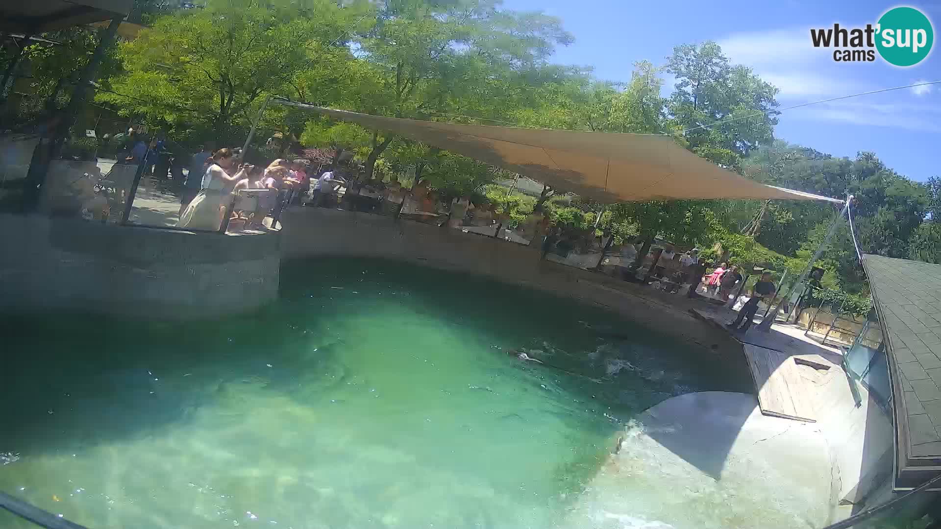 Zoo Zagreb – Kalifornijski morski lav