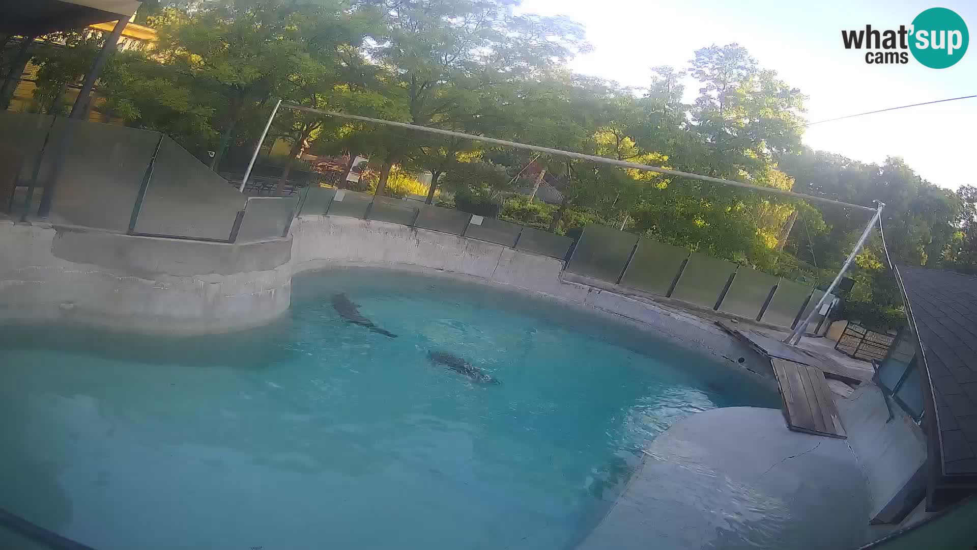 Zoo Zagreb –  León marino de California