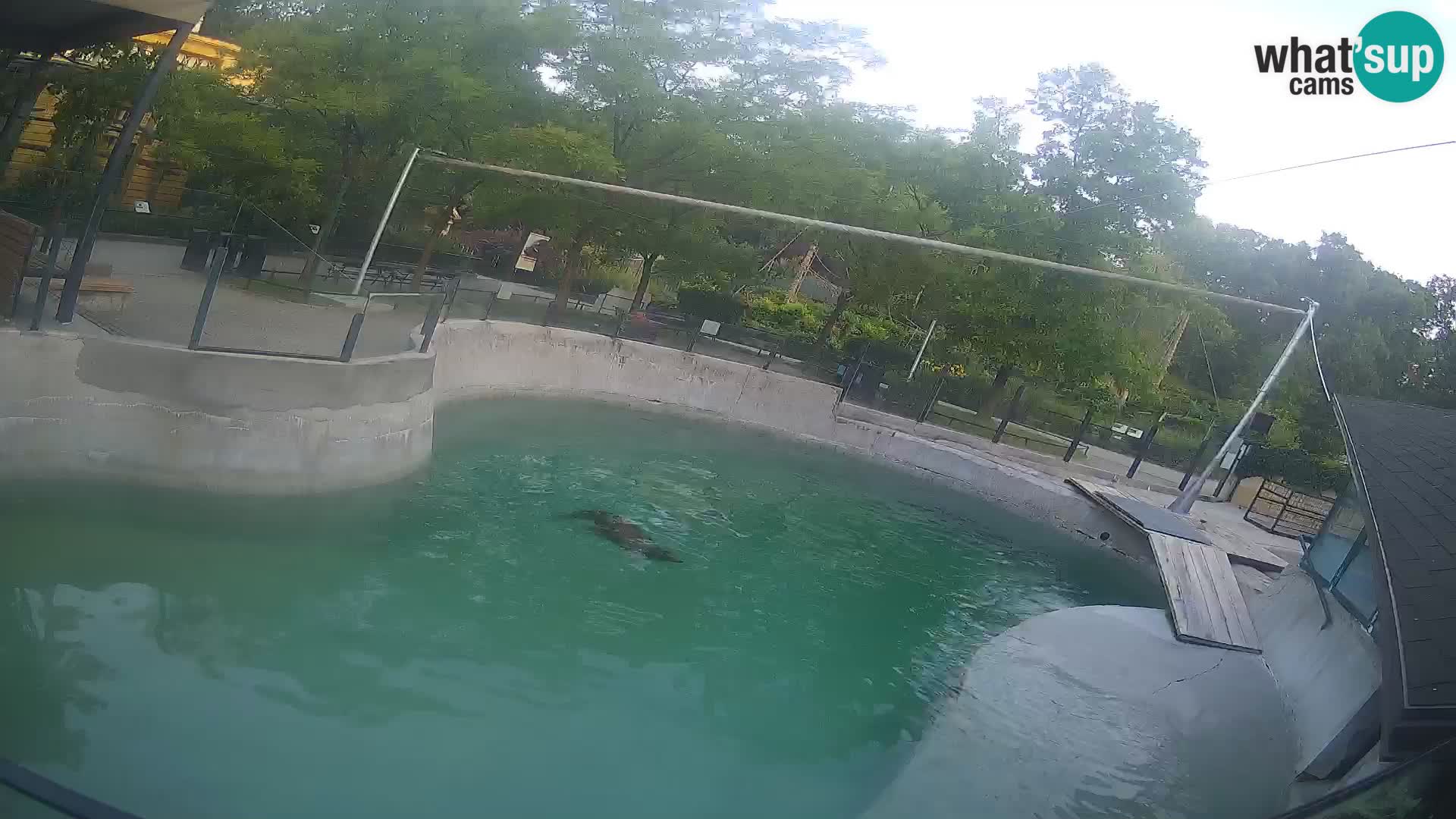Zoo Zagreb –  León marino de California
