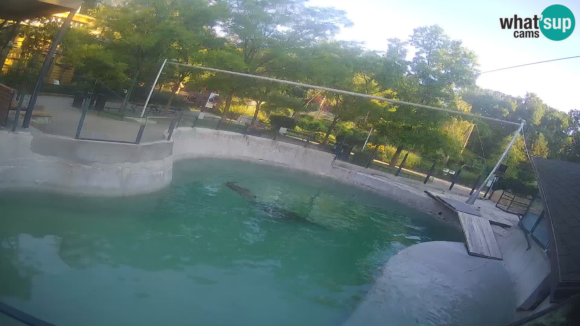 Zoo Zagreb –  León marino de California