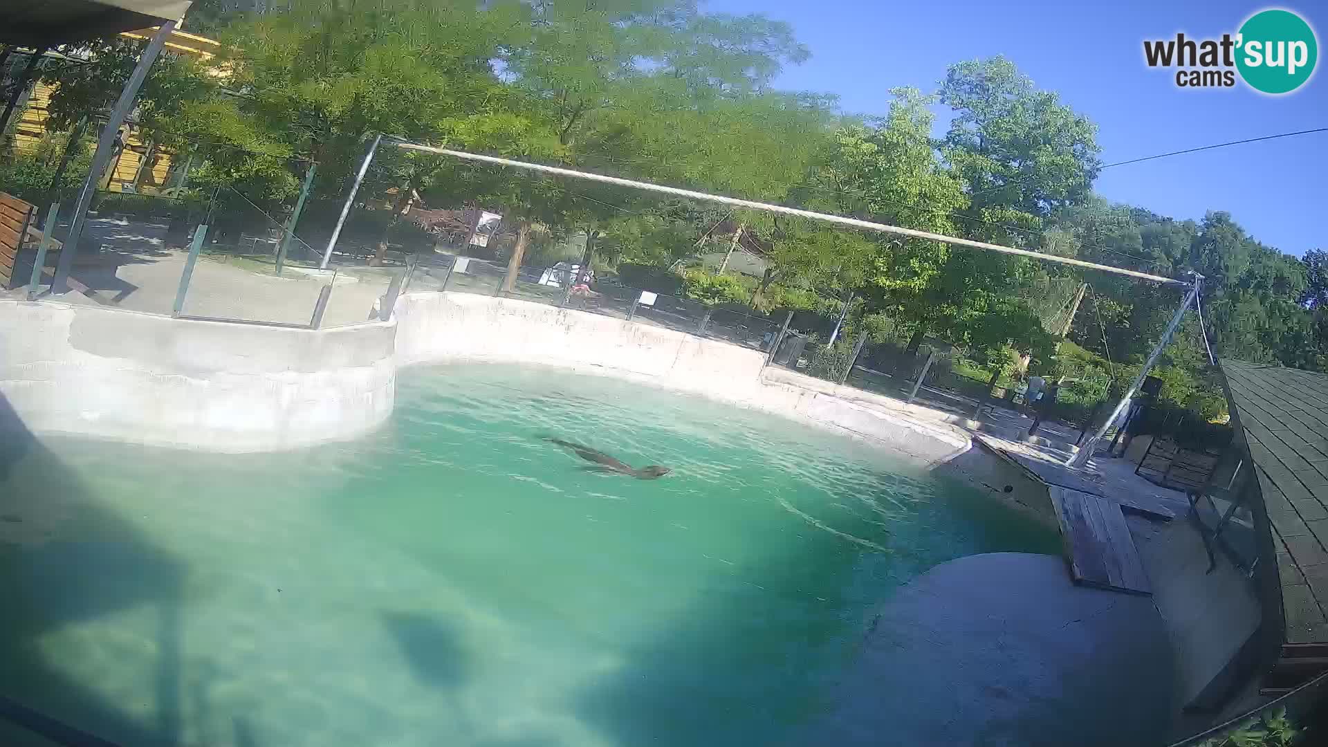 Zoo Zagreb – Kalifornijski morski lav