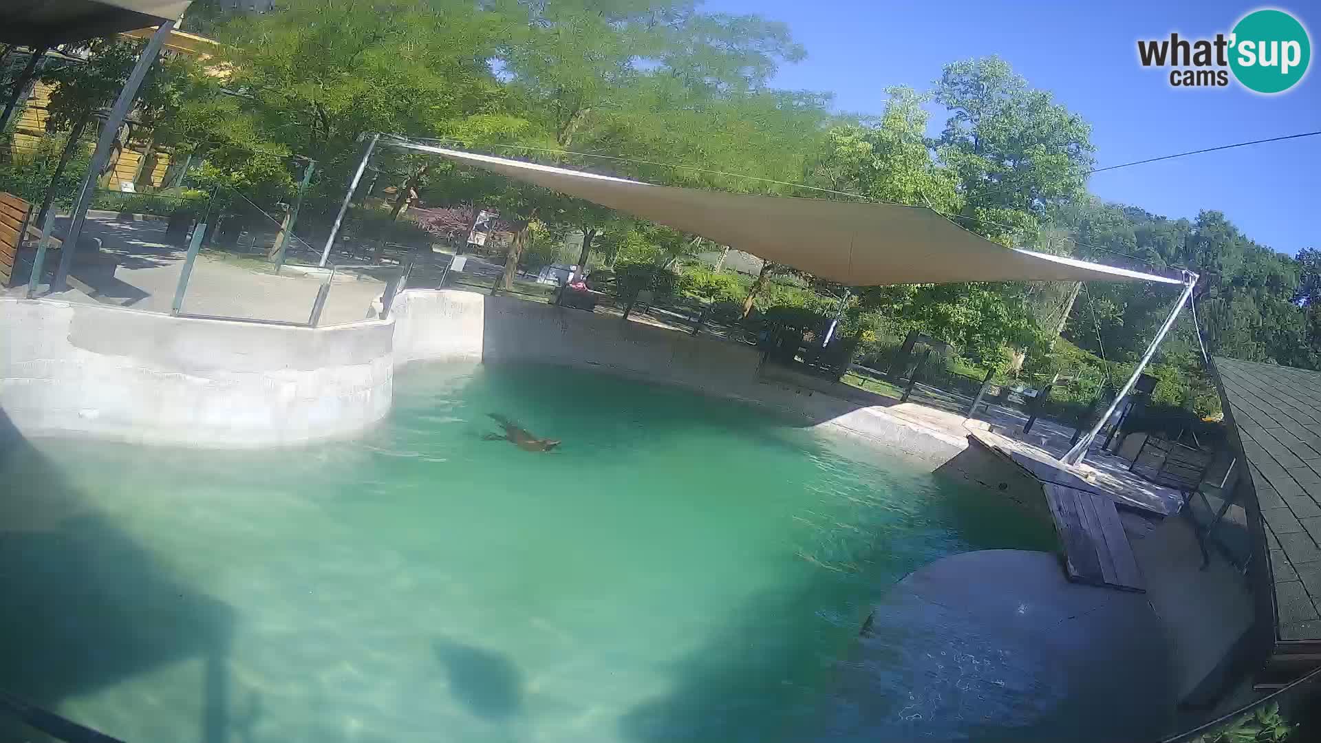 Zoo Zagreb – Otarie de Californie
