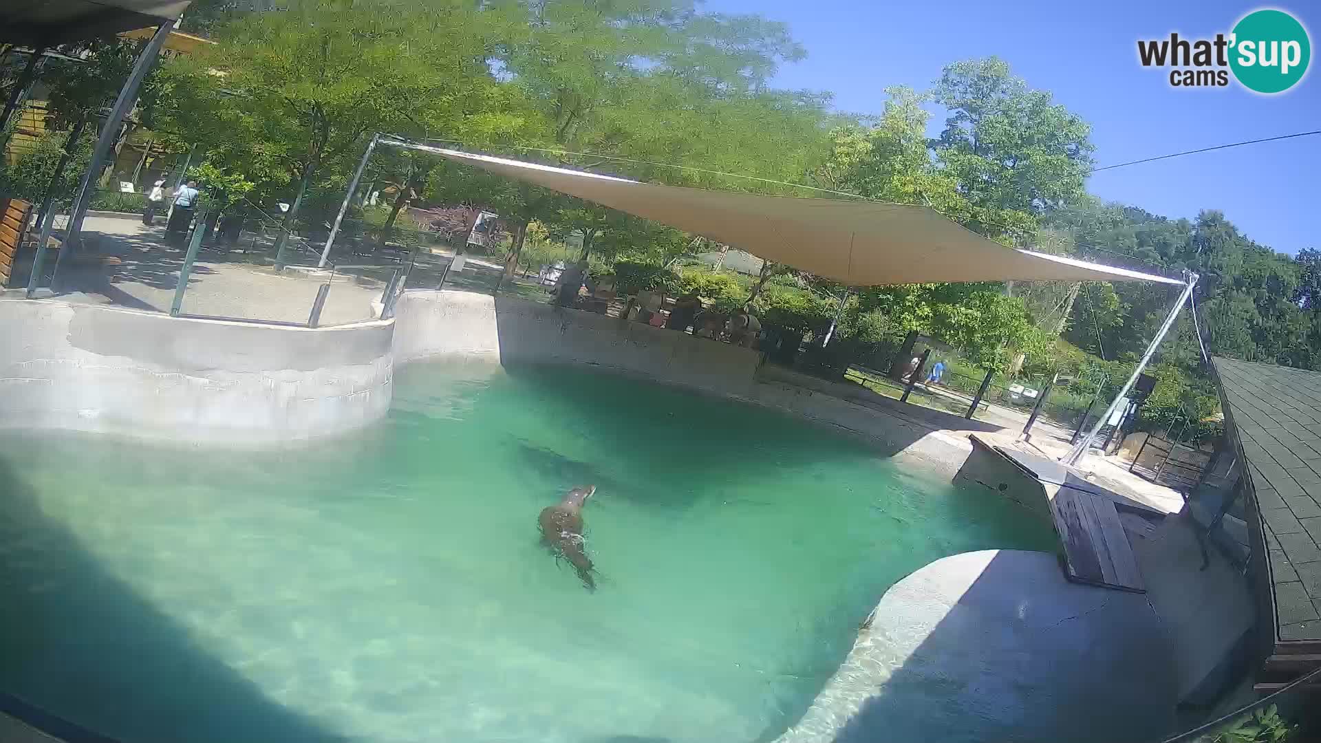 Zoo Zagreb – Otarie de Californie