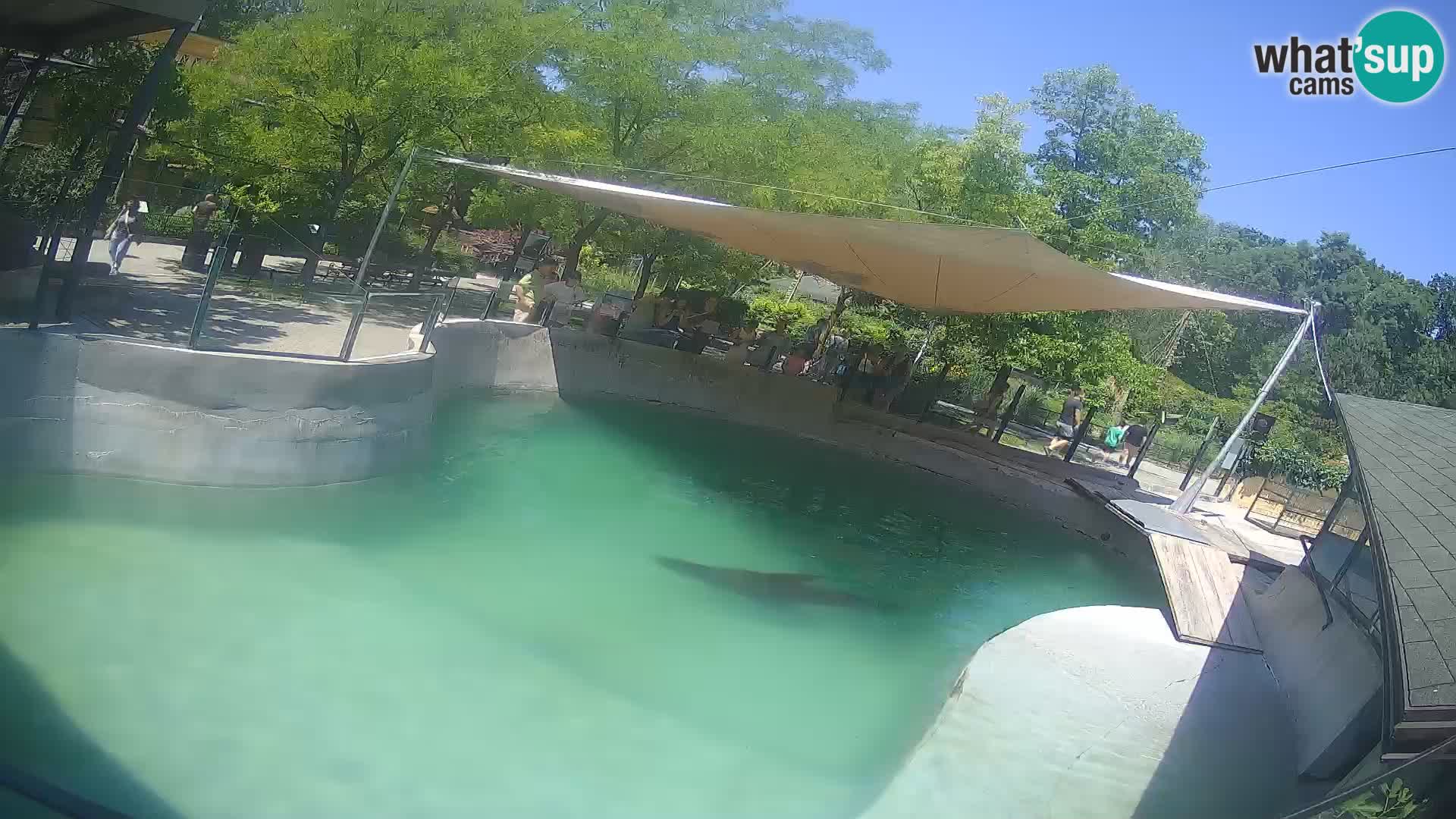 Zoo Zagreb – Otarie de Californie