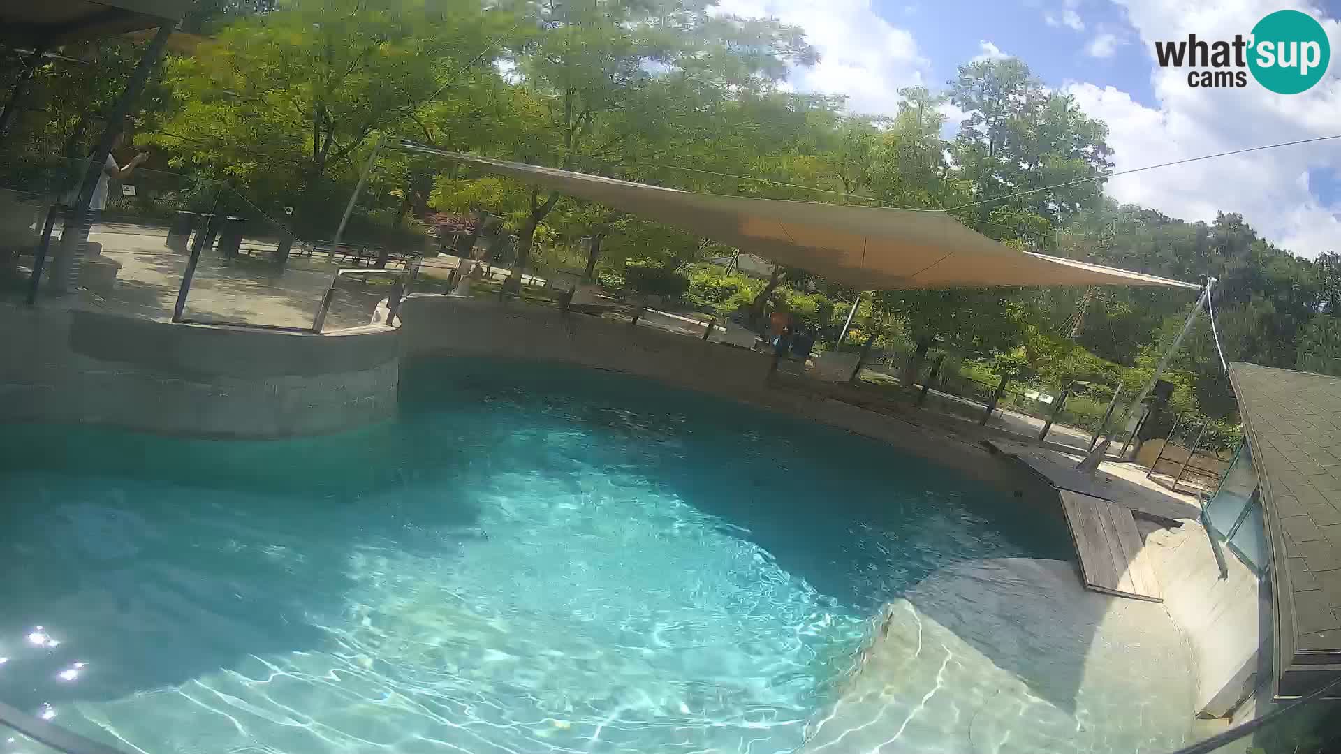 Zoo Zagreb – Kalifornijski morski lav