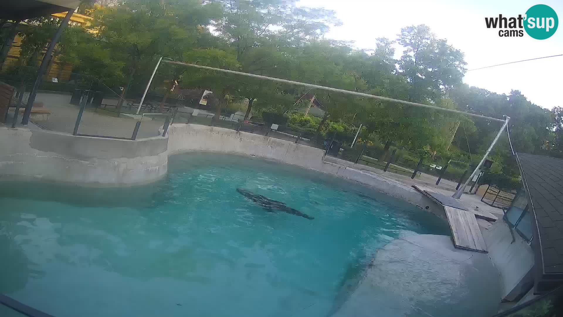 Zoo Zagreb – California Sea Lion