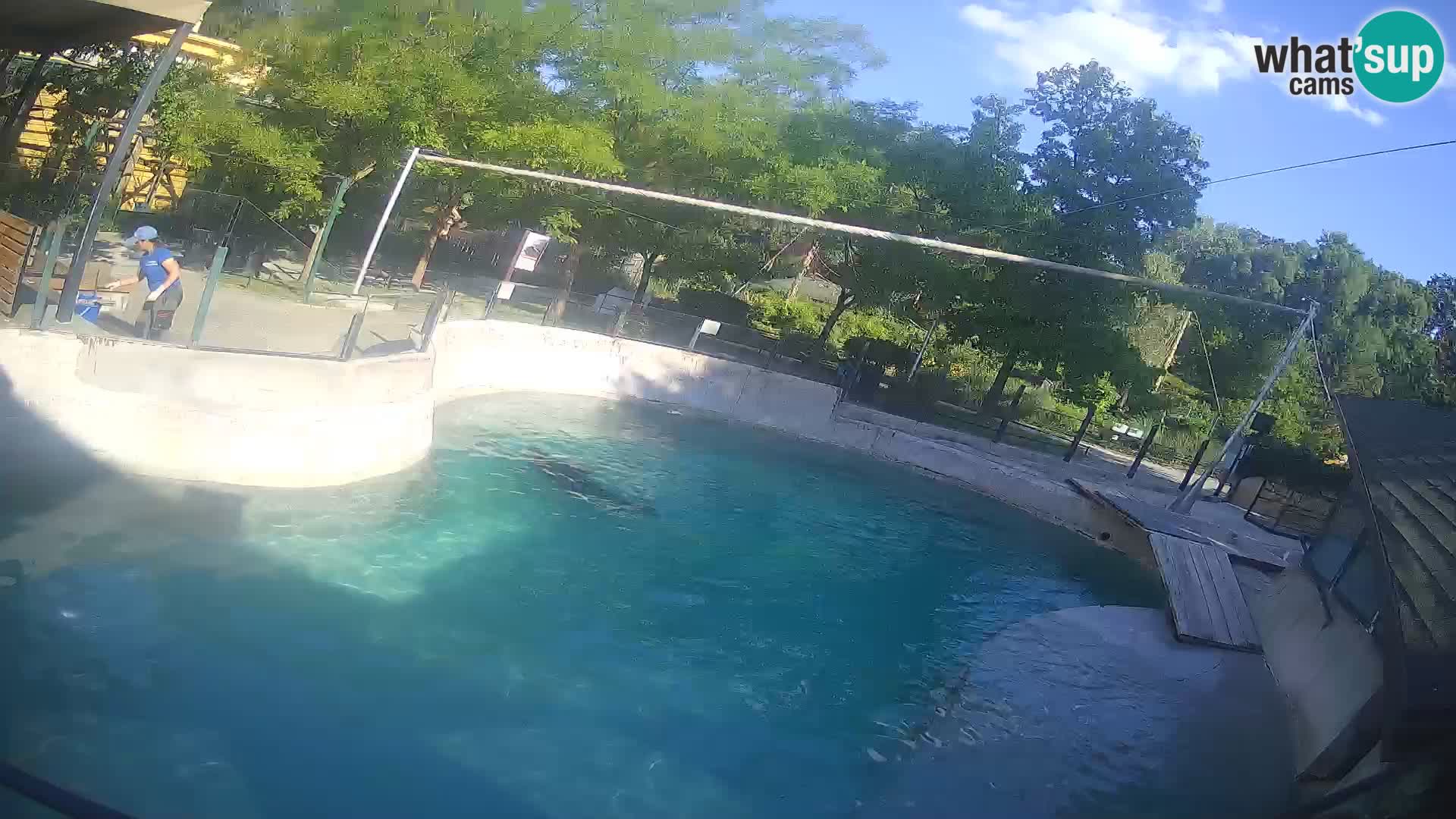 Zoo Zagreb – Kalifornijski morski lav