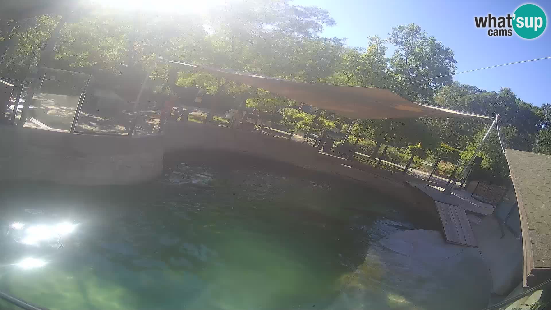 Zoo Zagreb – Kalifornijski morski lav