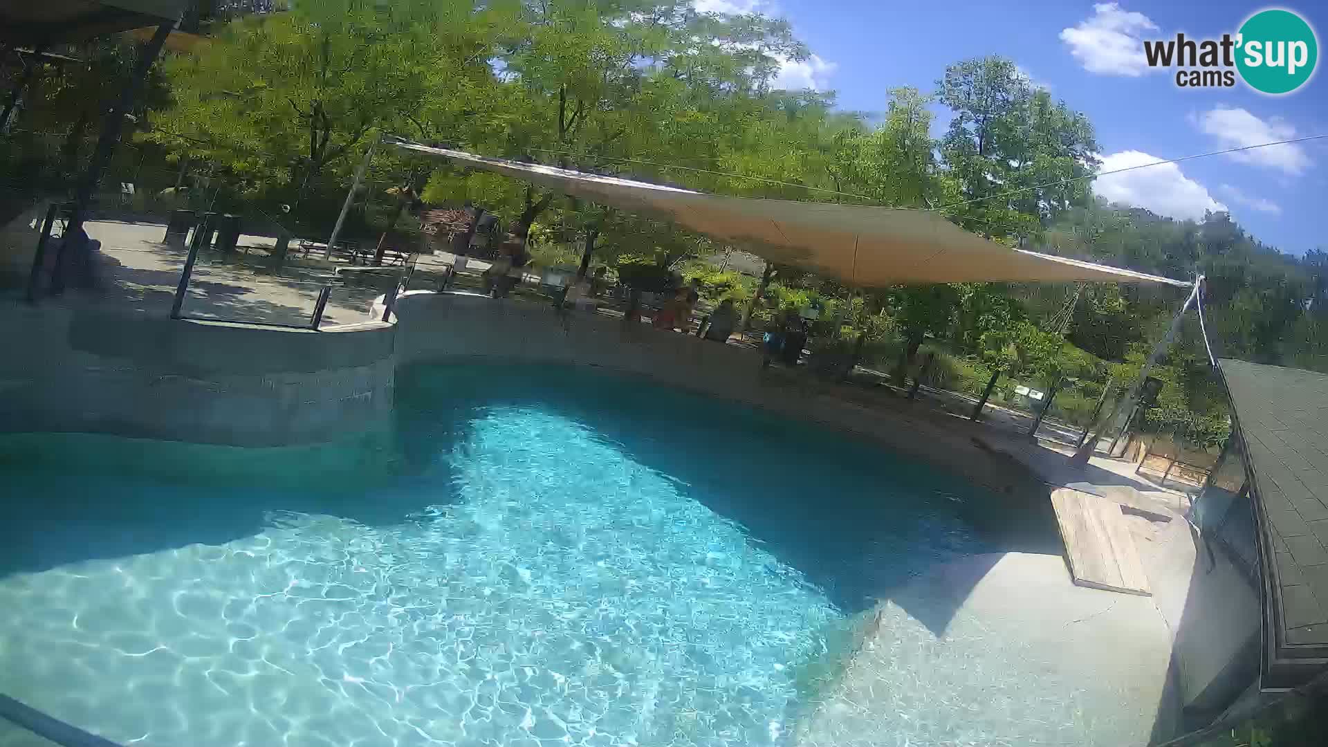 Zoo Zagreb – California Sea Lion