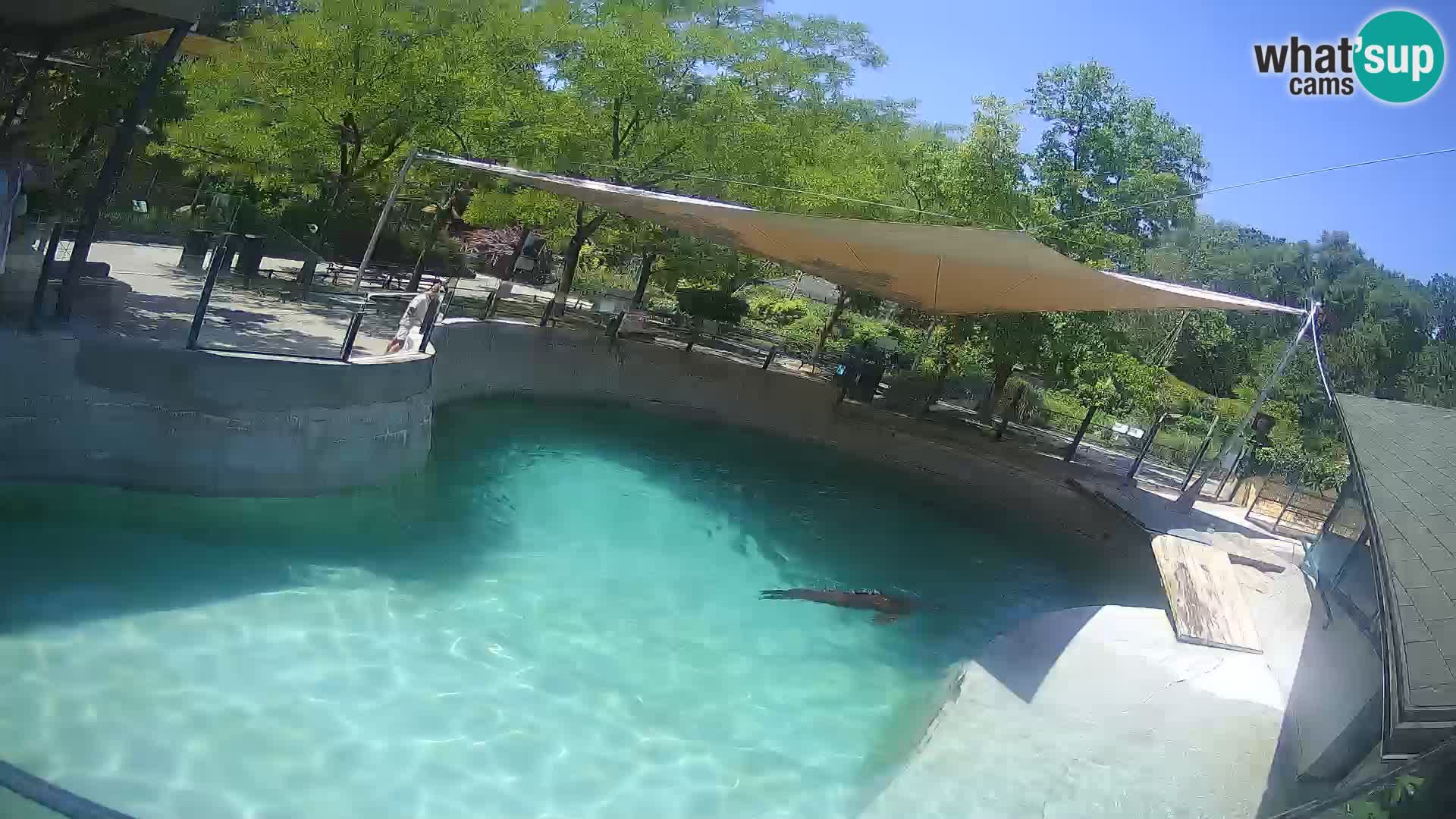 Zoo Zagreb – Kalifornijski morski lev