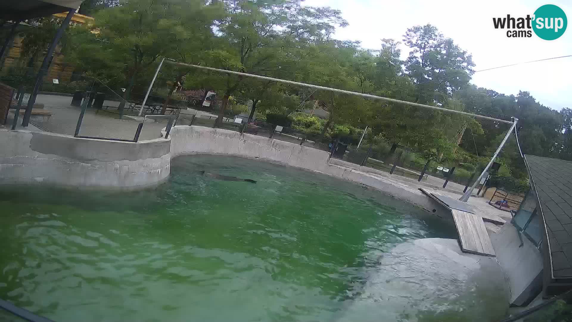 Zoo Zagreb – Kalifornijski morski lev