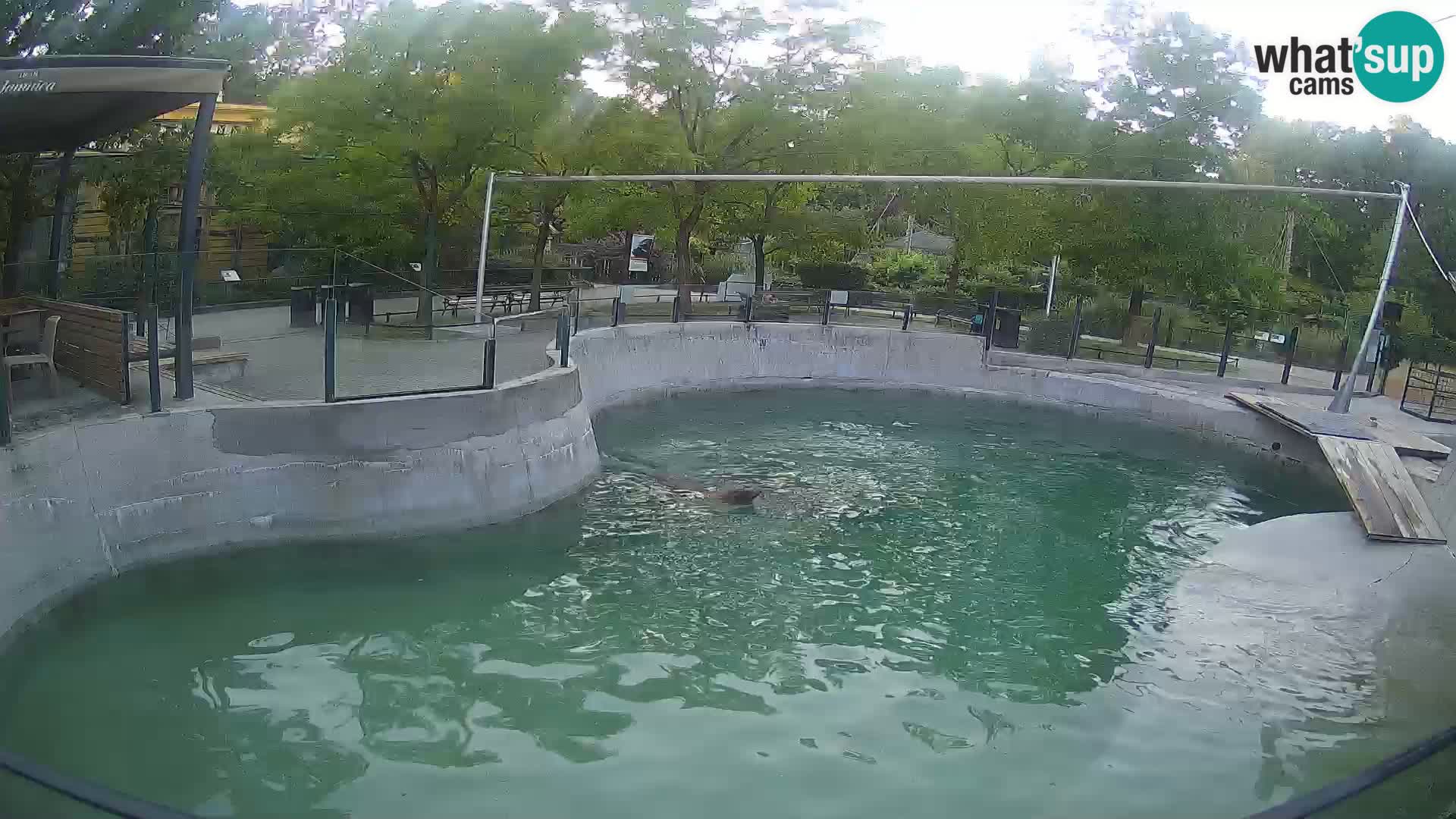Zoo Zagreb – Kalifornijski morski lav