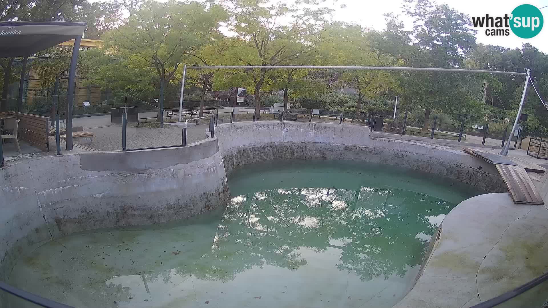 Zoo Zagreb –  León marino de California