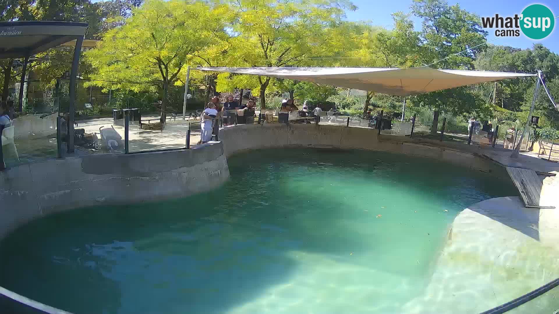 Zoo Zagreb – Kalifornischer Seelöwe