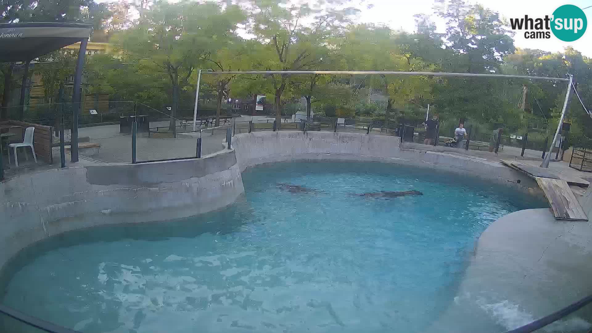 Zoo Zagreb – Otaria della California