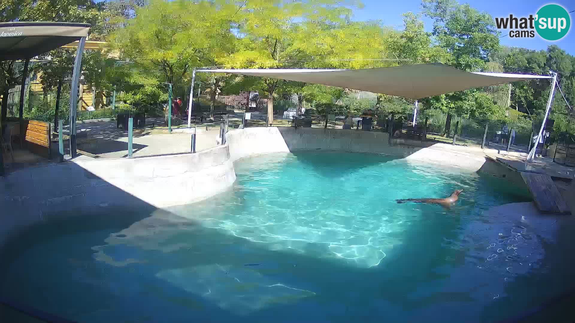 Zoo Zagreb – Otaria della California