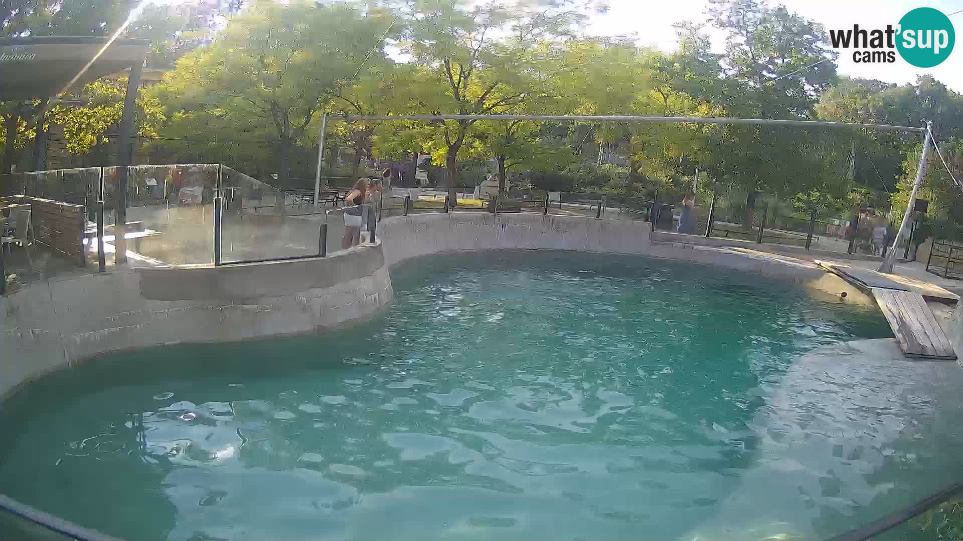 Zoo Zagreb –  León marino de California
