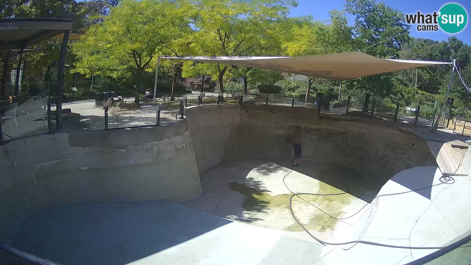 Zoo Zagreb – Otarie de Californie