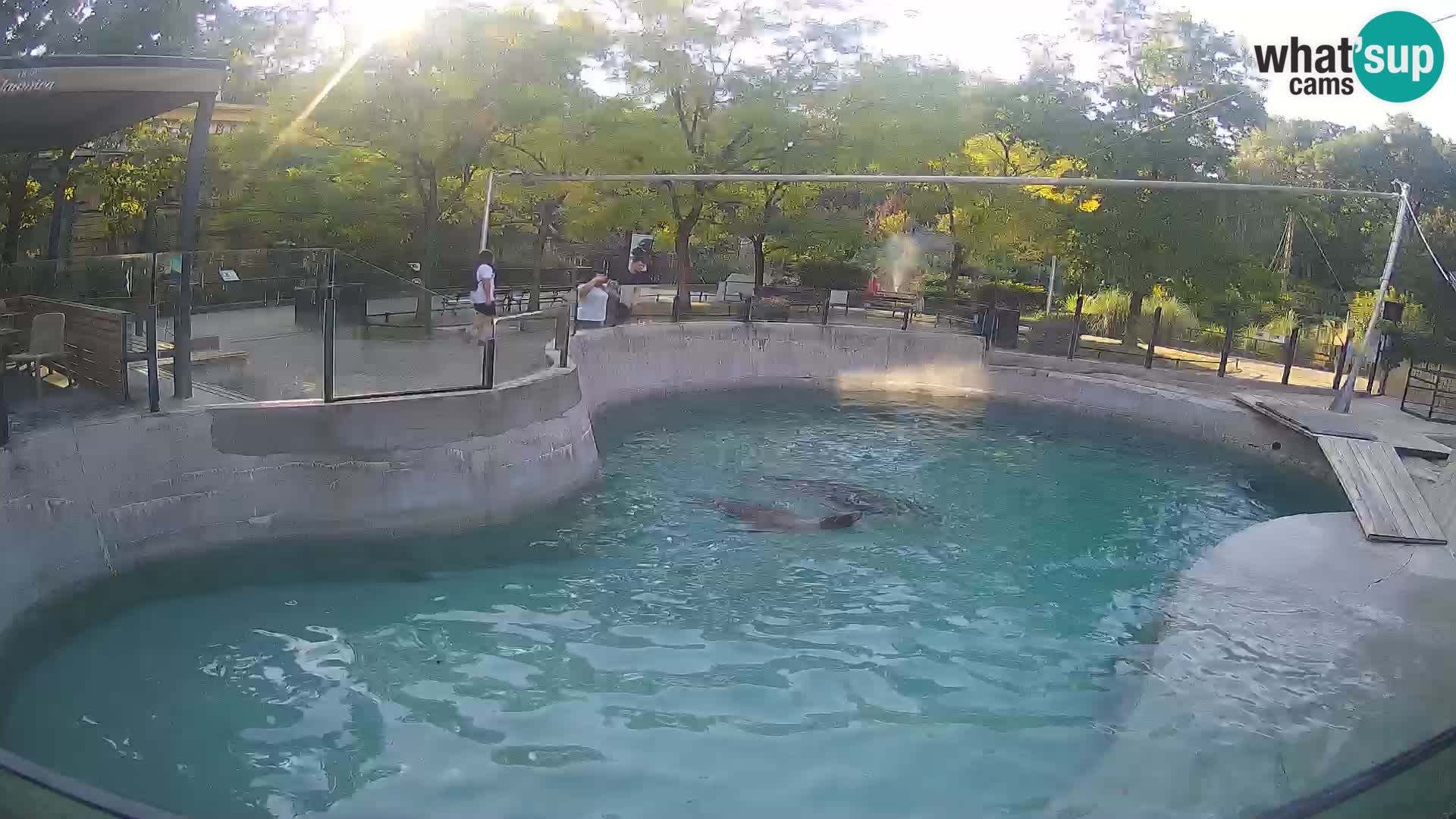 Zoo Zagreb – Otaria della California