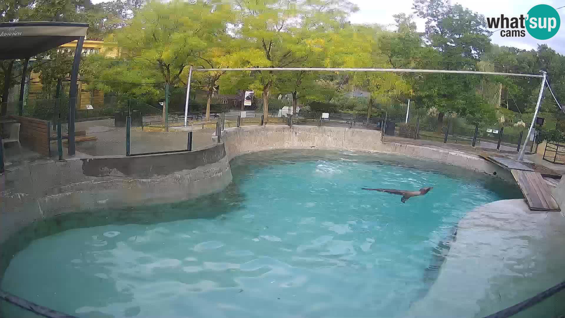 Zoo Zagreb – Kalifornijski morski lav