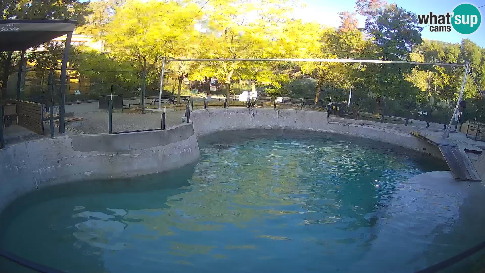 Zoo Zagreb – Kalifornijski morski lav