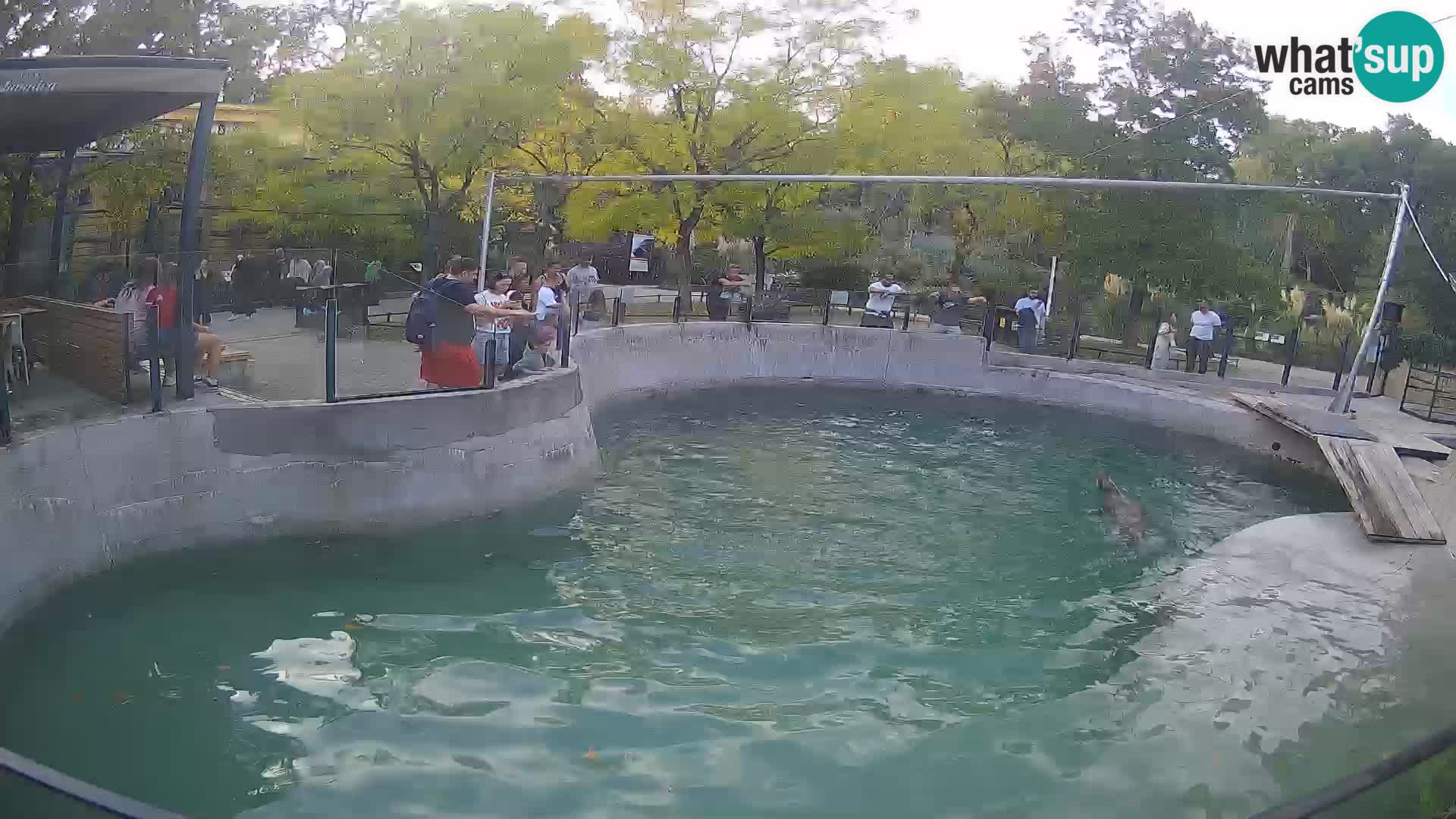 Zoo Zagreb – California Sea Lion