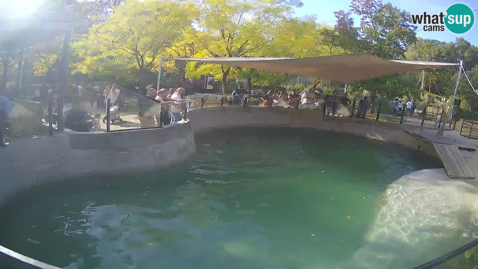 Zoo Zagreb – Kalifornijski morski lav