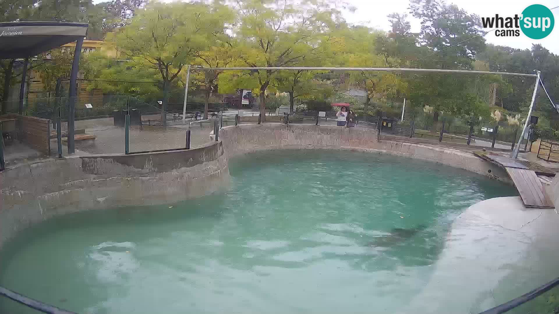 Zoo Zagreb – California Sea Lion