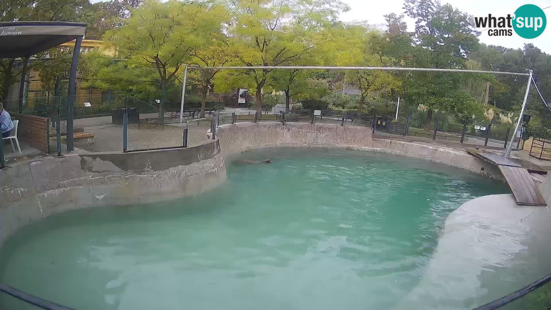 Zoo Zagreb –  León marino de California
